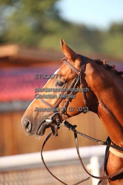 ET0Q0771 prot