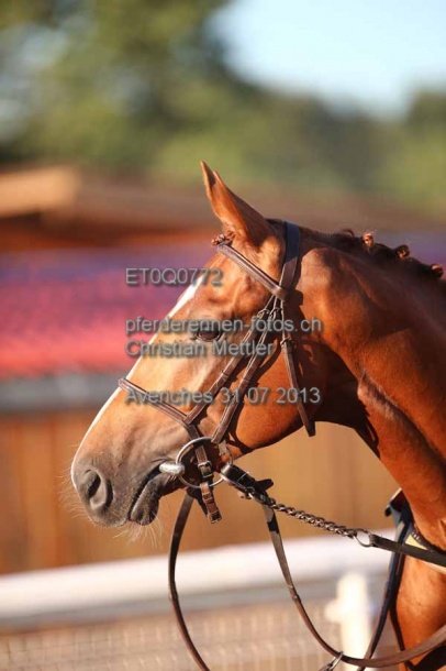 ET0Q0772 prot