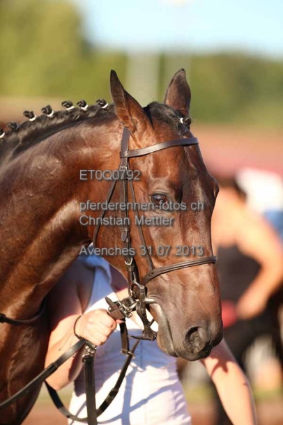 ET0Q0792 prot