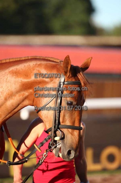 ET0Q0793 prot