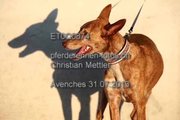 ET0Q0874 prot