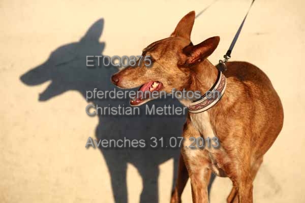 ET0Q0875 prot