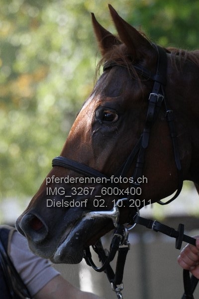 IMG 3267 600x400 prot