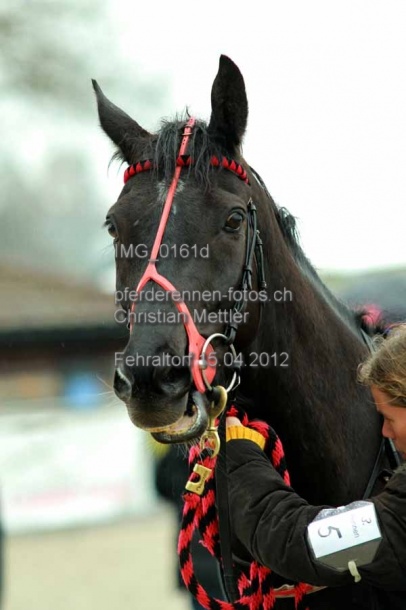 IMG 0161d prot