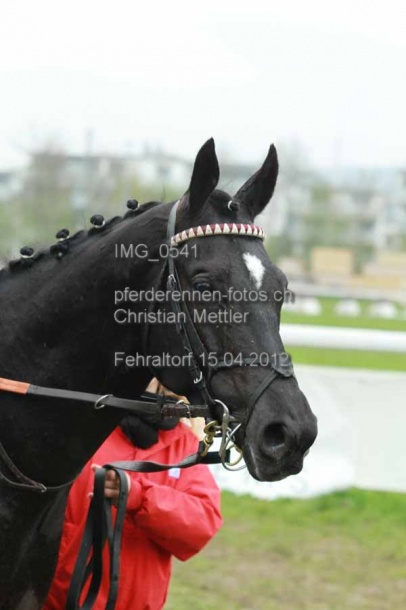 IMG 0541 prot
