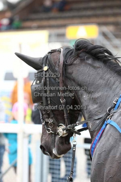 ET0Q0229 prot