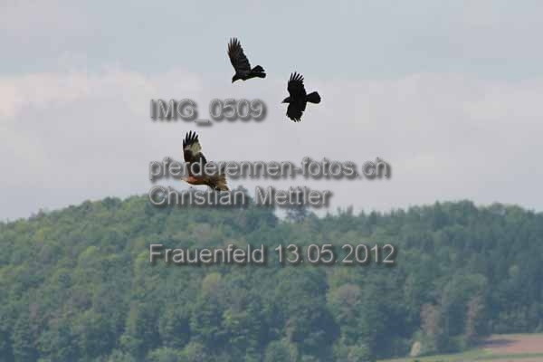 IMG 0509 prot