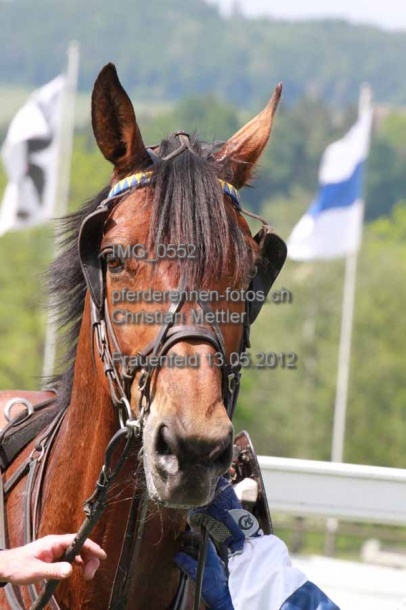 IMG 0552 prot