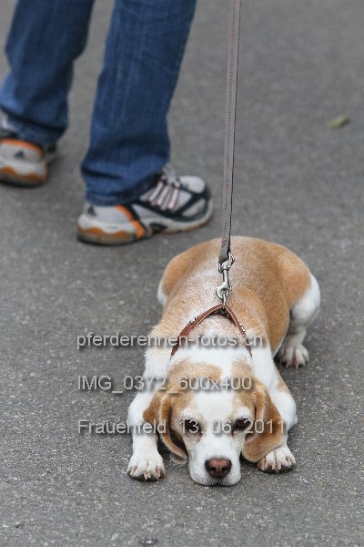 IMG 0372 600x400 prot