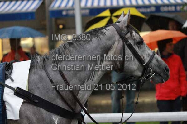 IMG 0380 prot