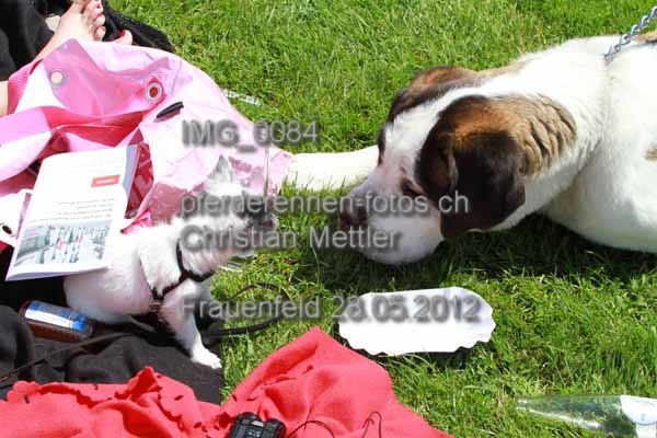 IMG 0084 prot