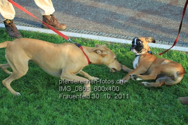 IMG 0865 600x400 prot