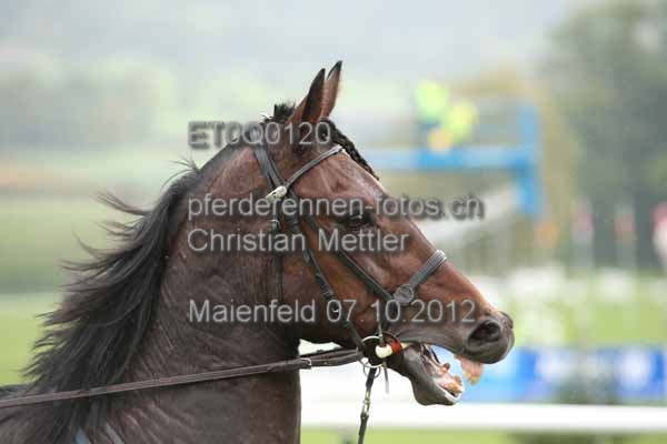 ET0Q0120 prot