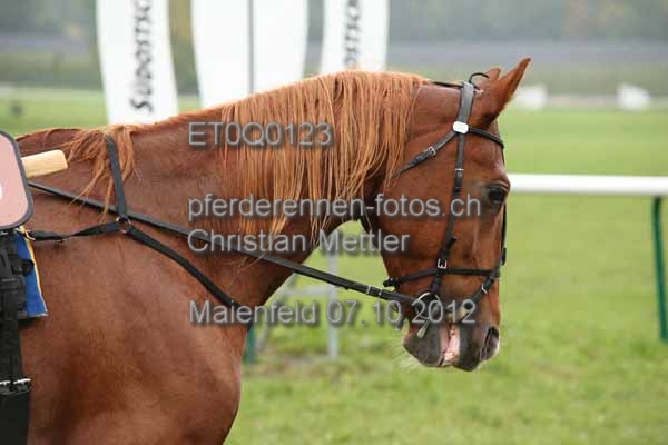 ET0Q0123 prot