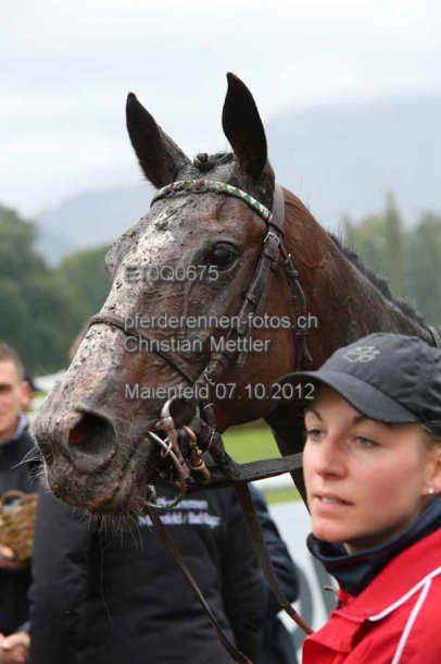 ET0Q0675 prot