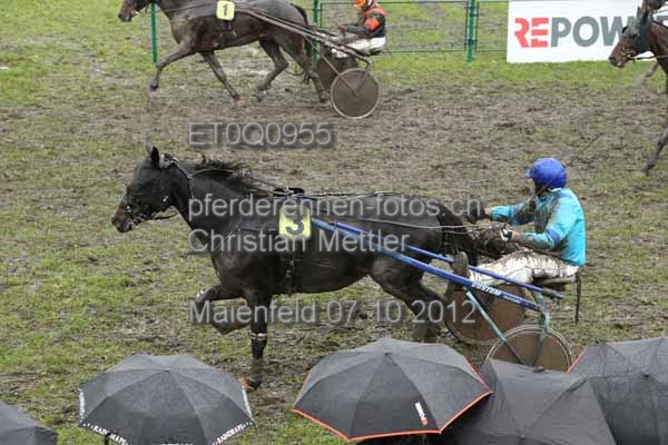 ET0Q0955 prot