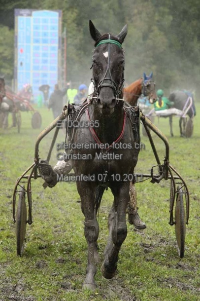 ET0Q0965 prot