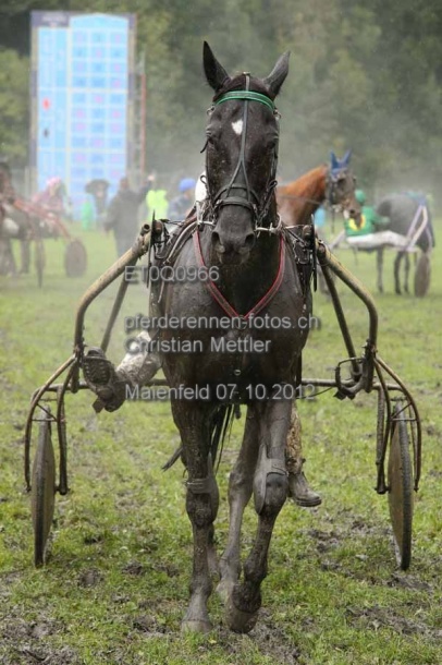 ET0Q0966 prot