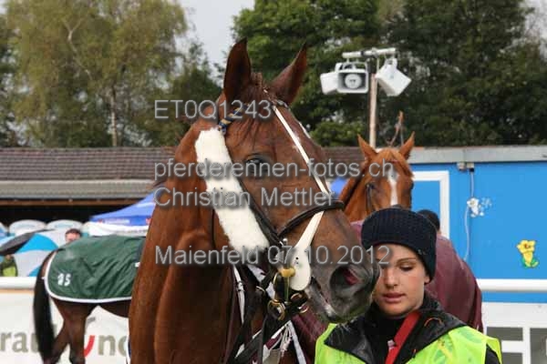 ET0Q1243 prot