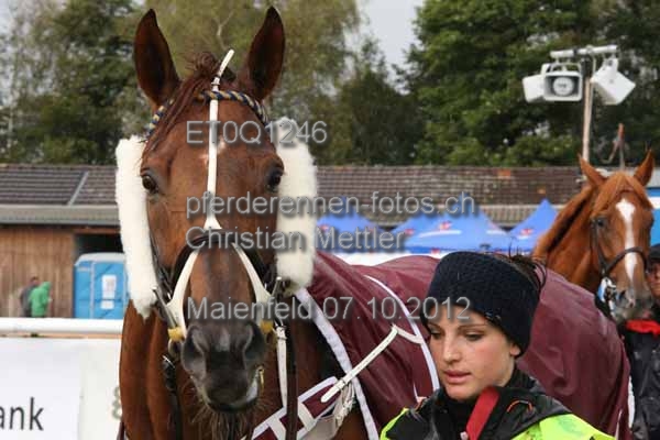 ET0Q1246 prot
