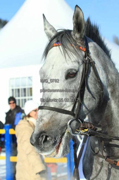 IMG 0782 prot