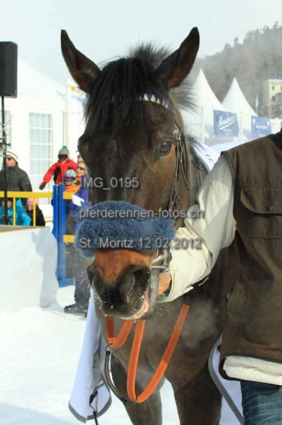 IMG 0195 prot